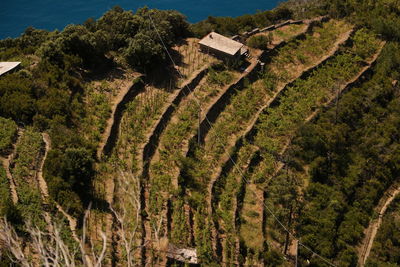 High angle view of agricultural field