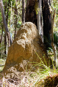 Close-up of tree trunk in forest