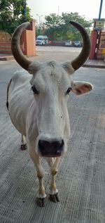 Close-up portrait of a horse