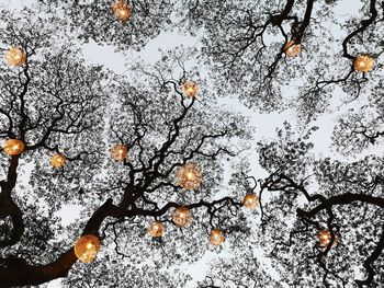 Low angle view of frozen plants during winter