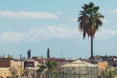 Palm trees and townscape against sky