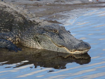 Close-up of crocodile in river