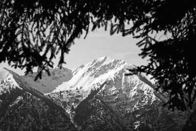 Pine trees on snowcapped mountains against sky