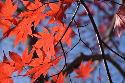 Close-up of maple leaves on branch