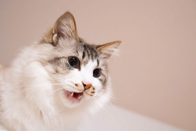 Close-up portrait of cat looking at camera