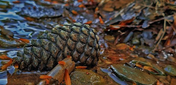 High angle view of plant on land
