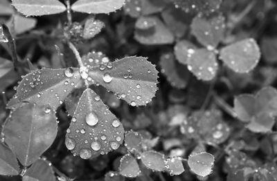 Close-up of raindrops on leaves