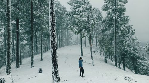 Trees on snow covered land during winter in mountain.