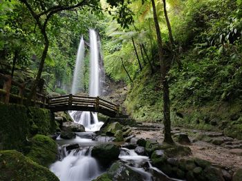 Scenic view of waterfall in forest