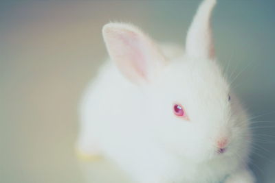 Close-up of white cat