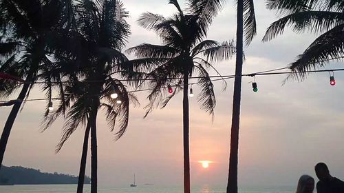 Palm trees on beach against sky during sunset