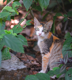 Portrait of cat