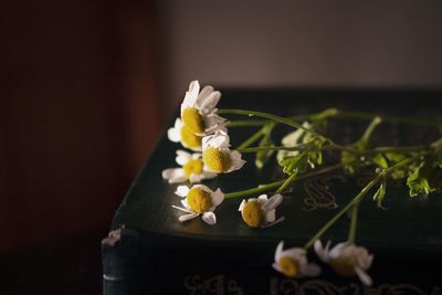 Close-up of small white flowers on table