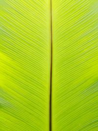 Full frame shot of palm leaf