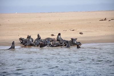 Flock of birds in the sea