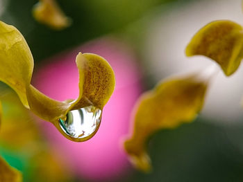 Close-up of yellow flowering plant