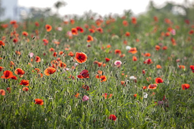 Red poppies blooming on field