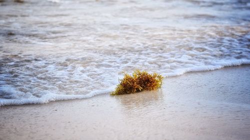 High angle view of plant on beach