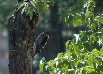 Bird perching on tree trunk