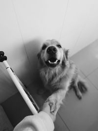 Cropped hand holding dog on floor at home