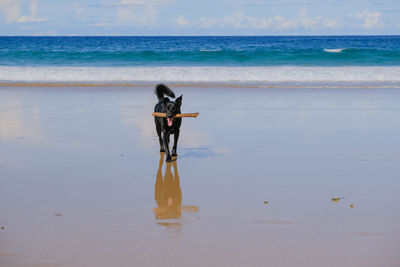 Dog with stick on the beach