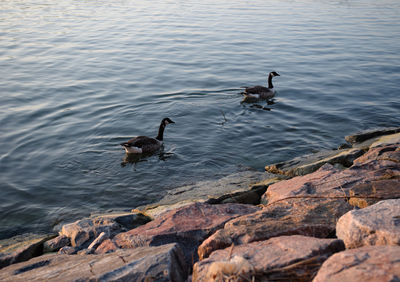 High angle view of ducks swimming on lake