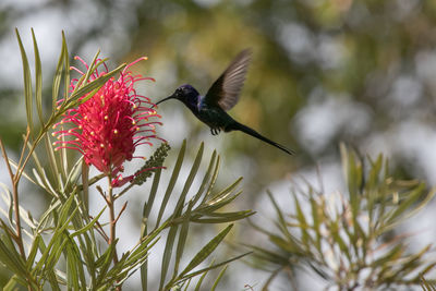 Close-up of hummingbird on flower