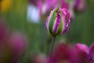 Close-up of pink flower bud