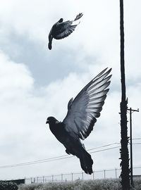 Low angle view of bird flying against sky