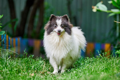 Portrait of dog running on grass