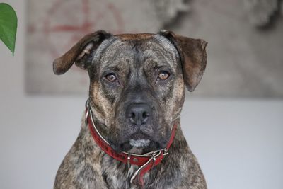 Close-up portrait of dog at home