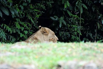 View of a cat on land