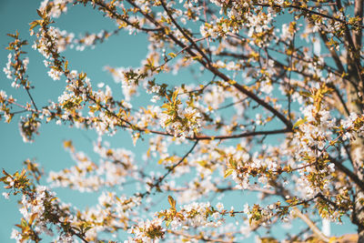 Low angle view of cherry blossoms against sky