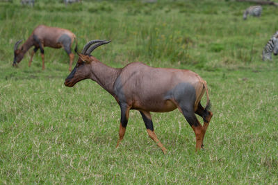 Side view of horse on field