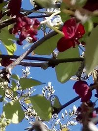 Low angle view of red flowers blooming on tree