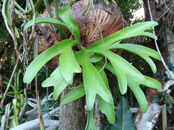 High angle view of a plant