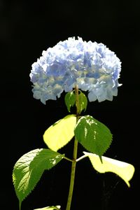 Close-up of white flowering plant against black background