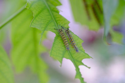 Close-up of butterfly on leaves