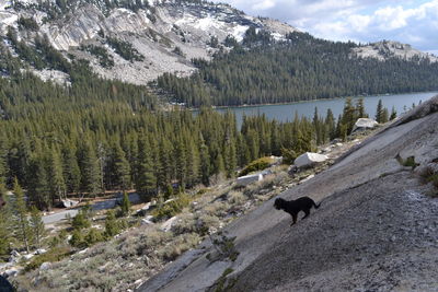 View of a sheep on a mountain