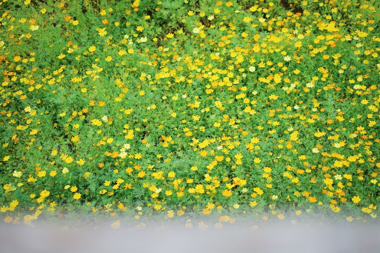 CLOSE-UP OF YELLOW FLOWERING PLANTS IN FIELD