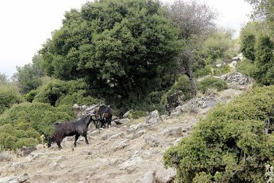 Panoramic view of a tree