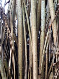 Full frame shot of bamboo