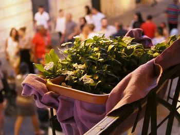 Cropped hand of woman holding potted plant