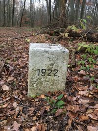 Close-up of text on tree trunk