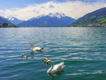 Swans swimming in lake against mountains