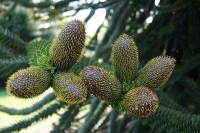 Close-up of plant