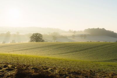 Scenic view of agricultural field against sky