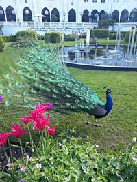 bird
