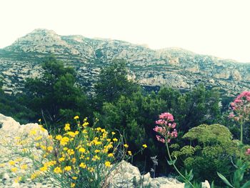 Scenic view of flowering plants and mountains against sky