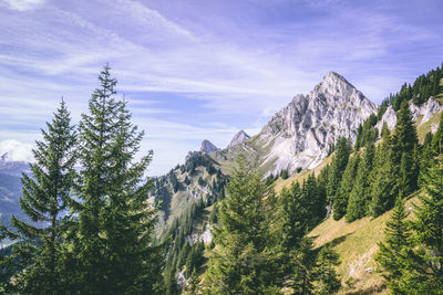 Pine trees in forest against sky